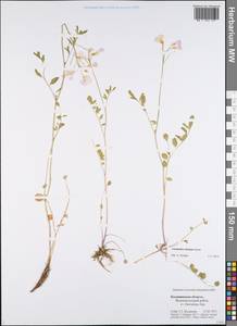 Cardamine pratensis subsp. dentata (Schult.) Celak., Восточная Европа, Северо-Западный район (E2) (Россия)