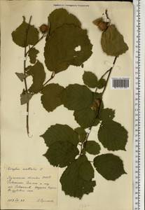 Орешник обыкновенный, Лещина обыкновенная L., Восточная Европа, Северо-Украинский район (E11) (Украина)