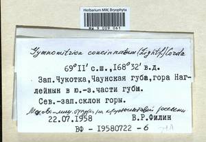 Gymnomitrion concinnatum (Lightf.) Corda, Гербарий мохообразных, Мхи - Чукотка и Камчатка (B21) (Россия)