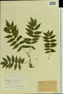 Рябинник рябинолистный (L.) A.Braun, Восточная Европа, Центральный лесной район (E5) (Россия)