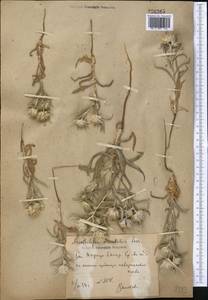 Echinops acantholepis Jaub. & Spach, Средняя Азия и Казахстан, Сырдарьинские пустыни и Кызылкумы (M7)