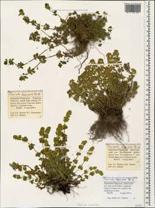 Круциата гладконогая Opiz, Кавказ, Ставропольский край, Карачаево-Черкесия, Кабардино-Балкария (K1b) (Россия)