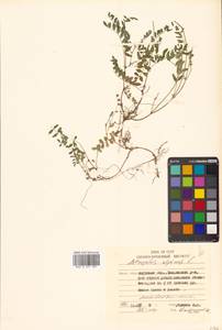 Астрагал альпийский L., Сибирь, Дальний Восток (S6) (Россия)