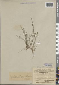 Ситник альпийскочленистый Chaix, Восточная Европа, Северный район (E1) (Россия)