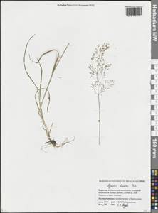 Полевица булововидная Trin., Сибирь, Прибайкалье и Забайкалье (S4) (Россия)