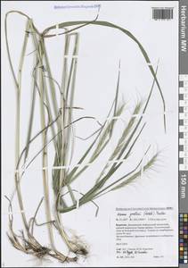 Пырейник Гмелина (Trin.) Tzvelev, Сибирь, Прибайкалье и Забайкалье (S4) (Россия)