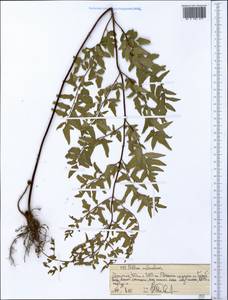 Pellaea calomelanos (Sw.) Link, Африка (AFR) (Эфиопия)