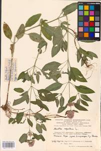 MHA 0 157 897, Мята водяная L., Восточная Европа, Литва (E2a) (Литва)