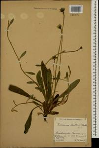 Pilosella schultesii subsp. schultesii, Восточная Европа, Московская область и Москва (E4a) (Россия)