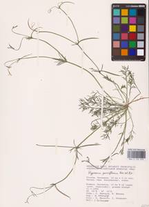 Гипекоум мелкоцветковый Kar. & Kir., Восточная Европа, Нижневолжский район (E9) (Россия)