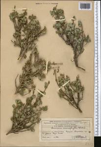 Жимолость мелколистная Willd. ex Roem. & Schult., Средняя Азия и Казахстан, Западный Тянь-Шань и Каратау (M3) (Казахстан)