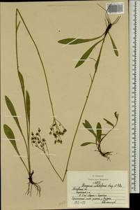Pilosella densiflora subsp. densiflora, Восточная Европа, Московская область и Москва (E4a) (Россия)