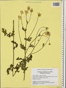 Tanacetum corymbosum subsp. corymbosum, Кавказ, Черноморское побережье (от Новороссийска до Адлера) (K3) (Россия)