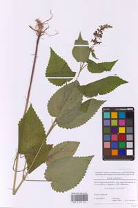 Чистец лесной L., Восточная Европа, Московская область и Москва (E4a) (Россия)