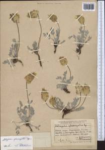 Astragalus sphaerocystis Bunge, Средняя Азия и Казахстан, Джунгарский Алатау и Тарбагатай (M5) (Казахстан)