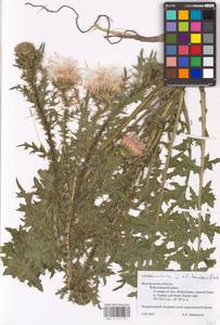 Carduus acanthoides × hamulosus, Восточная Европа, Центральный лесостепной район (E6) (Россия)
