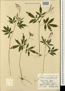 Сердечник пятилистный (M.Bieb.) Schmalh., Крым (KRYM) (Россия)