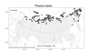 Phippsia algida, Фиппсия холодолюбивая (Sol.) R.Br., Атлас флоры России (FLORUS) (Россия)