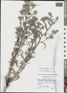 Оносма красильная M.Bieb., Восточная Европа, Нижневолжский район (E9) (Россия)