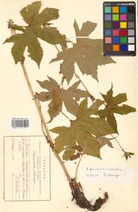 Filipendula digitata (Willd.) Bergmans, Сибирь, Дальний Восток (S6) (Россия)