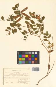 Lathyrus japonicus var. maritimus (L.) J.T.Kartesz & Gandhi, Сибирь, Дальний Восток (S6) (Россия)