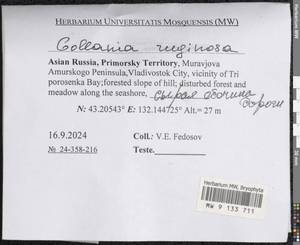 Gollania ruginosa (Mitt.) Broth., Гербарий мохообразных, Мхи - Дальний Восток (без Чукотки и Камчатки) (B20) (Россия)