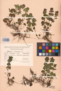 MHA 0 155 784, Будра плющевидная L., Восточная Европа, Северо-Западный район (E2) (Россия)