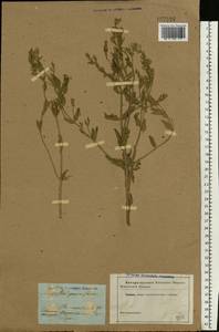 Nepeta ucranica subsp. parviflora (M.Bieb.) M.Masclans de Bolos, Восточная Европа, Центральный лесостепной район (E6) (Россия)
