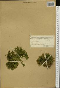 Pulviniella tamariscina (P. Beauv.) Li Bing Zhang & X. M. Zhou, Сибирь, Дальний Восток (S6) (Россия)