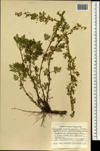 Artemisia stechmanniana Besser, Монголия (MONG) (Монголия)