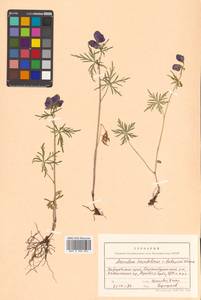 Aconitum karafutense subsp. baburinii (Vorosch.) Vorosch., Сибирь, Дальний Восток (S6) (Россия)