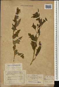 Лебеда татарская L., Кавказ, Краснодарский край и Адыгея (K1a) (Россия)