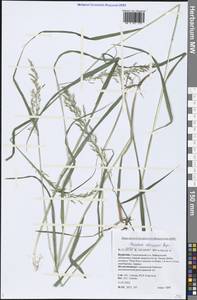 Sibirotrisetum sibiricum (Rupr.) Barberá, Сибирь, Прибайкалье и Забайкалье (S4) (Россия)