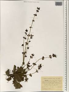 Salvia nilotica Juss. ex Jacq., Африка (AFR) (Эфиопия)