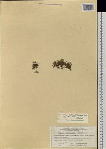 Шерлерия двухцветковая (L.) comb. ined., Сибирь, Центральная Сибирь (S3) (Россия)