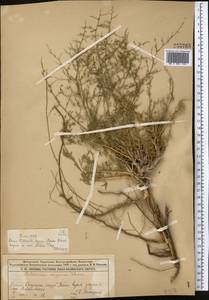 Полынь джунгарская Schrenk, Средняя Азия и Казахстан, Муюнкумы, Прибалхашье и Бетпак-Дала (M9) (Казахстан)