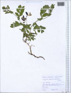 Чина японская Willd., Сибирь, Дальний Восток (S6) (Россия)