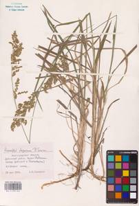 Anthoxanthum repens (Host) Veldkamp, Восточная Европа, Нижневолжский район (E9) (Россия)