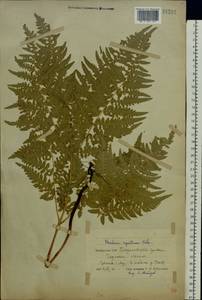 Pteridium aquilinum subsp. pinetorum (C. N. Page & R. R. Mill) J. A. Thomson, Восточная Европа, Белоруссия (E3a) (Белоруссия)