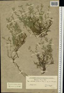 Грыжник седой Lam., Восточная Европа, Нижневолжский район (E9) (Россия)