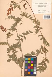 Горошек приятный Fisch. ex Ser., Сибирь, Дальний Восток (S6) (Россия)