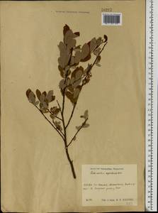 Salix myrsinifolia subsp. myrsinifolia, Восточная Европа, Центральный район (E4) (Россия)