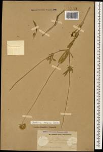 Ломелозия персидская (Boiss.) Greuter & Burdet, Кавказ, Армения (K5) (Армения)