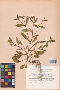 MHA 0 153 383, Незабудка редкоцветковая J.C.Mikan ex Pohl, Восточная Европа, Центральный район (E4) (Россия)