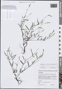 Горец малый (Huds.) Opiz, Сибирь, Прибайкалье и Забайкалье (S4) (Россия)