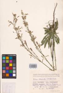 Смолевка зеленоцветковая (Willd.) Ehrh., Восточная Европа, Центральный лесостепной район (E6) (Россия)