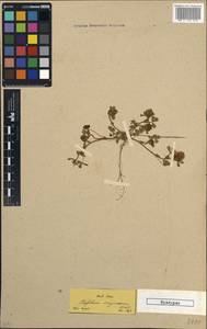 Trifolium sylvaticum Gerard, Зарубежная Азия (ASIA) (Турция)