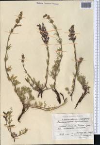 Змееголовник дваждыперистый Rupr., Средняя Азия и Казахстан, Северный и Центральный Тянь-Шань (M4) (Киргизия)