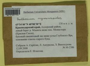 Pseudisothecium myosuroides (Brid.) Grout, Гербарий мохообразных, Мхи - Северный Кавказ и Предкавказье (B12) (Россия)