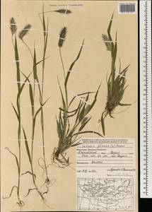 Щетинник сизый, Щетинник малый (Poir.) Roem. & Schult., Монголия (MONG) (Монголия)